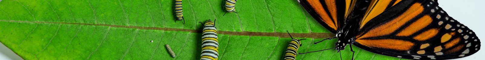 Metamorphosis -The Character of the Christian Life